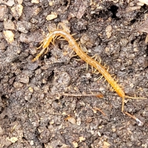 Cryptops sp. (genus) at Paddys River, ACT - 19 Mar 2022