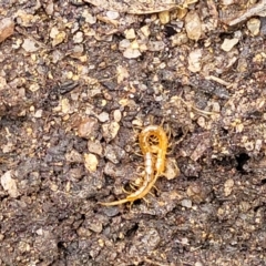 Cryptops sp. (genus) at Paddys River, ACT - 19 Mar 2022 11:38 AM