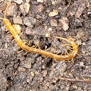 Cryptops sp. (genus) at Paddys River, ACT - 19 Mar 2022