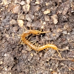 Cryptops sp. (genus) at Paddys River, ACT - 19 Mar 2022