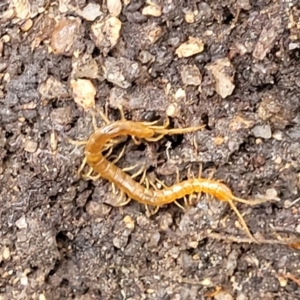 Cryptops sp. (genus) at Paddys River, ACT - 19 Mar 2022 11:38 AM