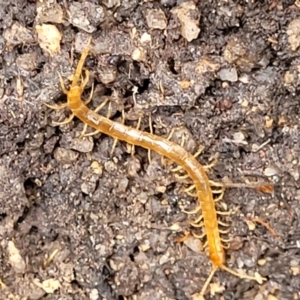 Cryptops sp. (genus) at Paddys River, ACT - 19 Mar 2022