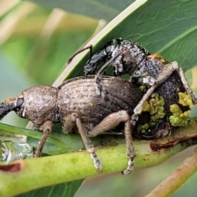 Perperus sp. (Unidentified Perperus weevil) at Paddys River, ACT - 19 Mar 2022 by trevorpreston