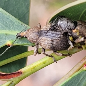 Perperus sp. at Paddys River, ACT - 19 Mar 2022 11:48 AM