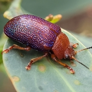 Calomela ioptera at Paddys River, ACT - 19 Mar 2022