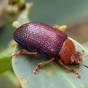 Calomela ioptera at Paddys River, ACT - 19 Mar 2022