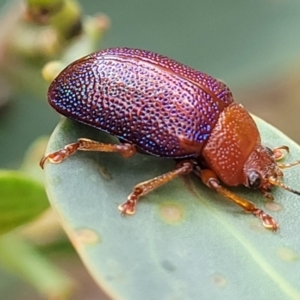 Calomela ioptera at Paddys River, ACT - 19 Mar 2022