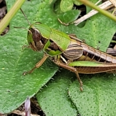 Praxibulus sp. (genus) at Paddys River, ACT - 19 Mar 2022