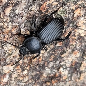 Cardiothorax monarensis at Paddys River, ACT - 19 Mar 2022 12:41 PM