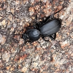 Cardiothorax monarensis at Paddys River, ACT - 19 Mar 2022 12:41 PM