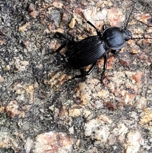 Cardiothorax monarensis at Paddys River, ACT - 19 Mar 2022 12:41 PM