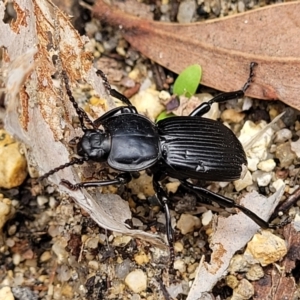 Cardiothorax monarensis at Paddys River, ACT - 19 Mar 2022 12:41 PM