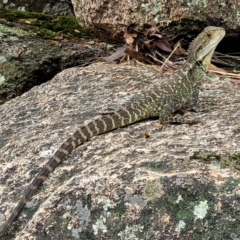 Intellagama lesueurii howittii (Gippsland Water Dragon) at Gibraltar Pines - 19 Mar 2022 by trevorpreston