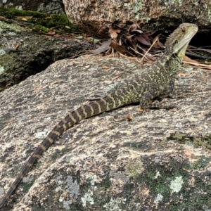 Intellagama lesueurii howittii at Paddys River, ACT - 19 Mar 2022