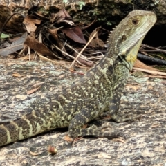 Intellagama lesueurii howittii at Paddys River, ACT - 19 Mar 2022