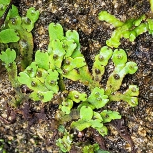 Marchantia sp. (genus) at Paddys River, ACT - 19 Mar 2022 12:34 PM