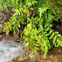 Blechnum minus at Paddys River, ACT - 19 Mar 2022