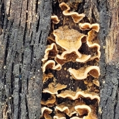 Stereum sp. at Paddys River, ACT - 19 Mar 2022 12:27 PM