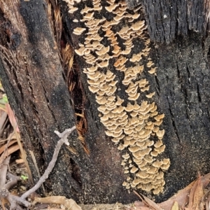 Stereum sp. at Paddys River, ACT - 19 Mar 2022 12:27 PM