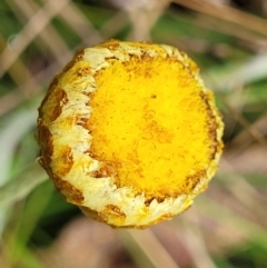 Coronidium monticola at Paddys River, ACT - 19 Mar 2022