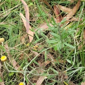 Coronidium monticola at Paddys River, ACT - 19 Mar 2022