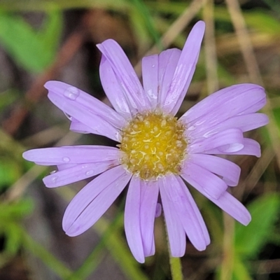 Brachyscome spathulata (Coarse Daisy, Spoon-leaved Daisy) at Paddys River, ACT - 19 Mar 2022 by trevorpreston