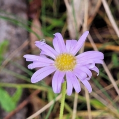 Brachyscome spathulata at Paddys River, ACT - 19 Mar 2022