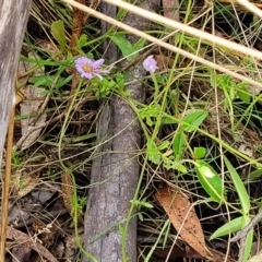 Brachyscome spathulata at Paddys River, ACT - 19 Mar 2022