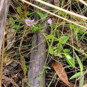 Brachyscome spathulata at Paddys River, ACT - 19 Mar 2022