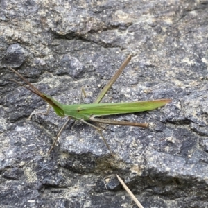 Acrida conica at Jerrabomberra, NSW - 19 Mar 2022