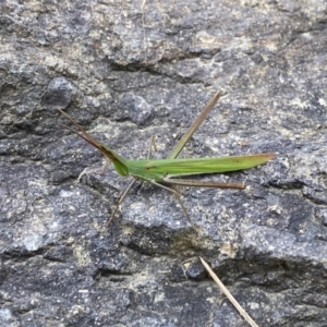 Acrida conica at Jerrabomberra, NSW - 19 Mar 2022