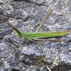 Acrida conica at Jerrabomberra, NSW - 19 Mar 2022