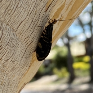 Porismus strigatus at Jerrabomberra, NSW - suppressed