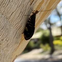 Porismus strigatus at Jerrabomberra, NSW - suppressed