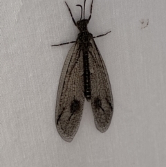 Austrogymnocnemia bipunctata (Antlion) at Jerrabomberra, NSW - 18 Mar 2022 by Steve_Bok