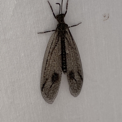 Austrogymnocnemia bipunctata (Antlion) at Jerrabomberra, NSW - 18 Mar 2022 by Steve_Bok