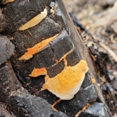 Unidentified Underside smooth or wrinkled/roughened <Stereum etc> at Paddys River, ACT - 19 Mar 2022 by trevorpreston