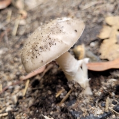 Amanita sp. (Amanita sp.) at Paddys River, ACT - 19 Mar 2022 by trevorpreston