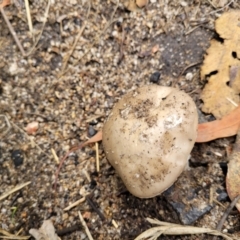 Amanita sp. at Paddys River, ACT - 19 Mar 2022