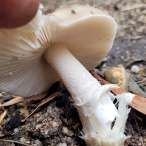 Amanita sp. at Paddys River, ACT - 19 Mar 2022