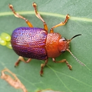 Calomela ioptera at Paddys River, ACT - 19 Mar 2022 11:56 AM