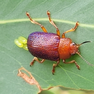 Calomela ioptera at Paddys River, ACT - 19 Mar 2022