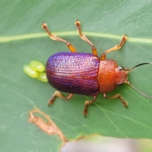 Calomela ioptera at Paddys River, ACT - 19 Mar 2022 11:56 AM