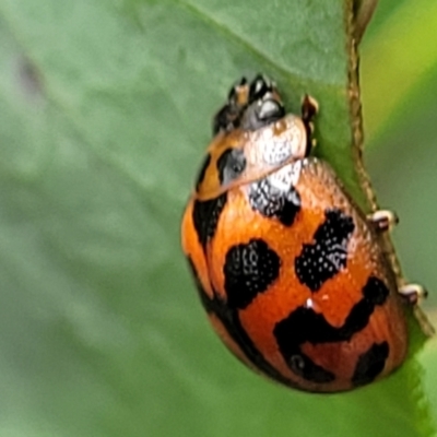 Peltoschema oceanica (Oceanica leaf beetle) at Paddys River, ACT - 19 Mar 2022 by trevorpreston