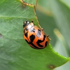 Peltoschema oceanica at Paddys River, ACT - 19 Mar 2022 11:54 AM