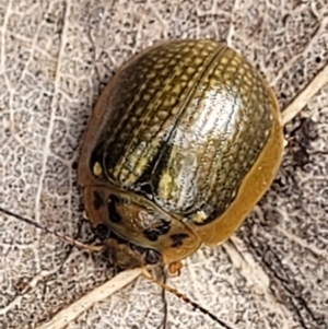 Paropsisterna agricola at Paddys River, ACT - 19 Mar 2022