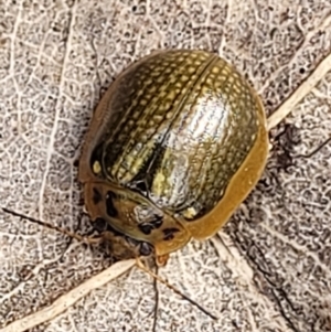 Paropsisterna agricola at Paddys River, ACT - 19 Mar 2022