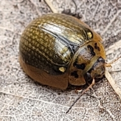 Paropsisterna agricola at Paddys River, ACT - 19 Mar 2022