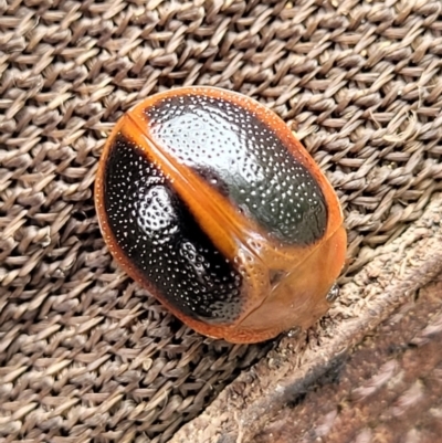 Dicranosterna immaculata (Acacia leaf beetle) at Paddys River, ACT - 19 Mar 2022 by trevorpreston