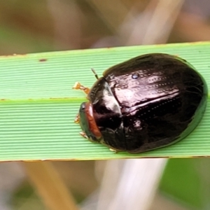 Paropsisterna rufipes at Paddys River, ACT - 19 Mar 2022